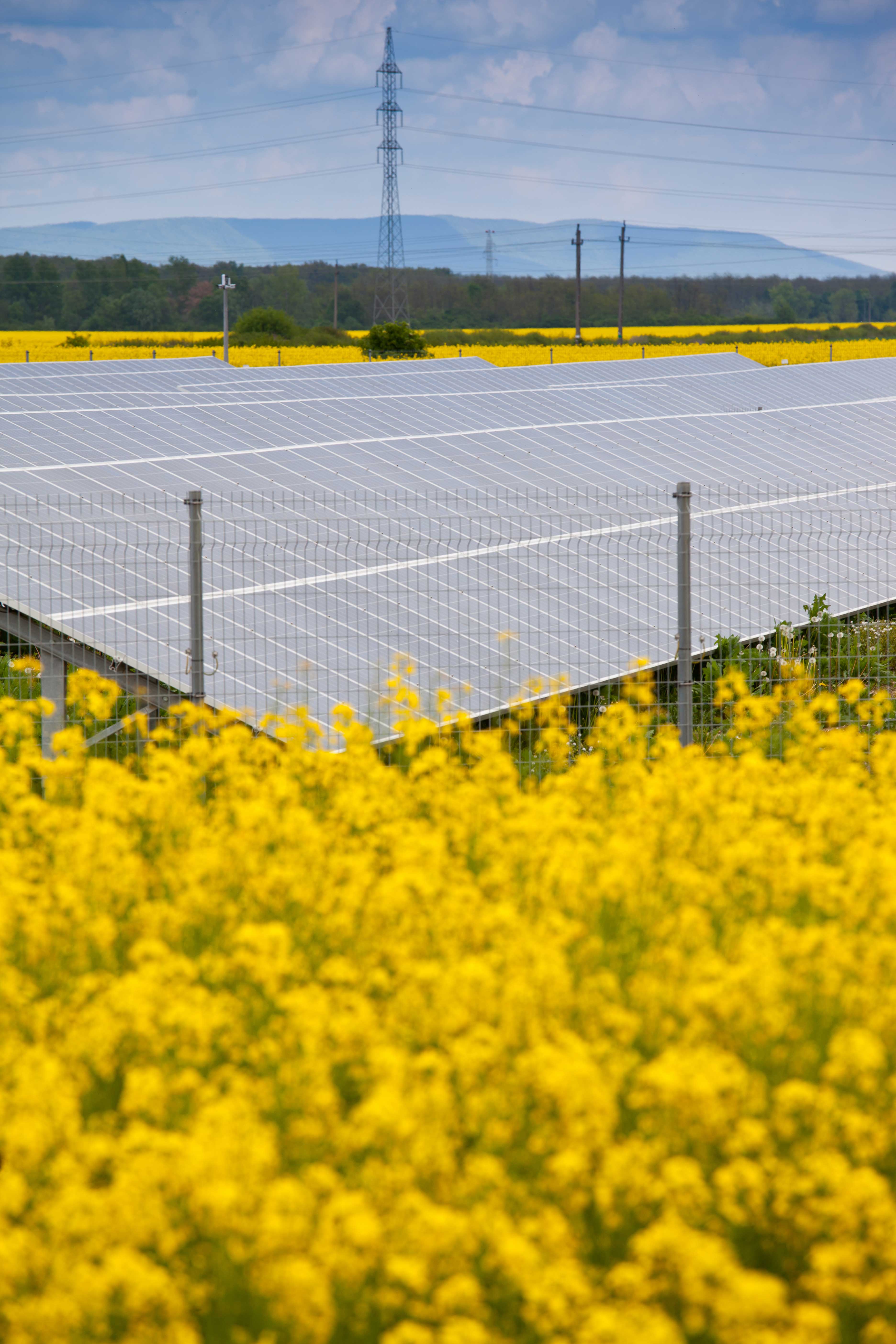 PV-Anlage_Rapsfeld